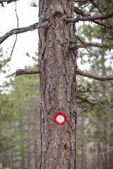 Hiking mark on tree