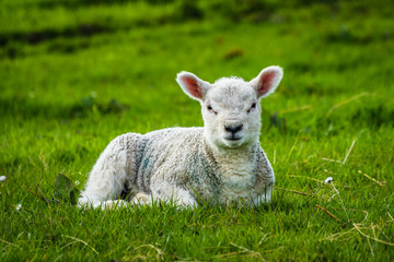 Naklejka na ściany i meble Baby Sheep In the Meadows, Sheep looking up camera, Springtime On English Countryside