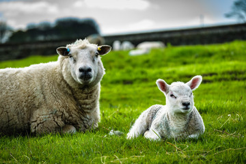 Naklejka na ściany i meble Baby Sheep and Mother In the Meadows, Springtime On English Countryside, focus on young sheep