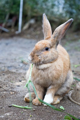 Beautiful young small brown rabbit on the green field grass in summer day
