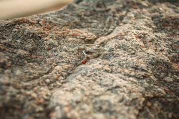 Wedding rings and ladybugs