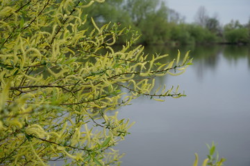 beautiful blossoming willow over lake 