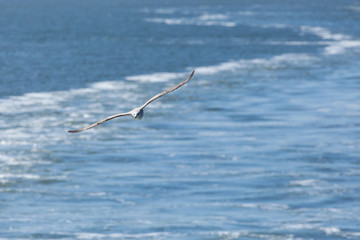Seagull Flying Over Water