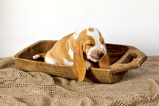 Basset hound puppy sitting in a wooden bowl and smiles contemptuously