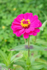 Obraz premium Purple gerbera flower in the garden with sunlight