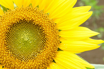 Bright yellow sunflowers sun flower close up in field garden