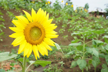 Bright yellow sunflowers sun flower close up in field garden