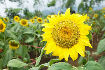 Fototapeta premium Bright yellow sunflowers sun flower close up in field garden