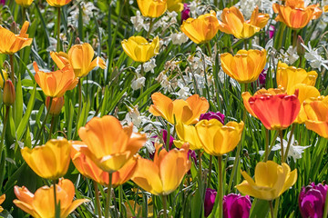 Obraz premium springtime with tulips in sunshine