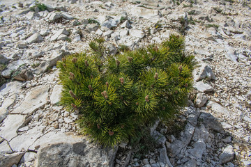 Mountain flower Crimean Androsace