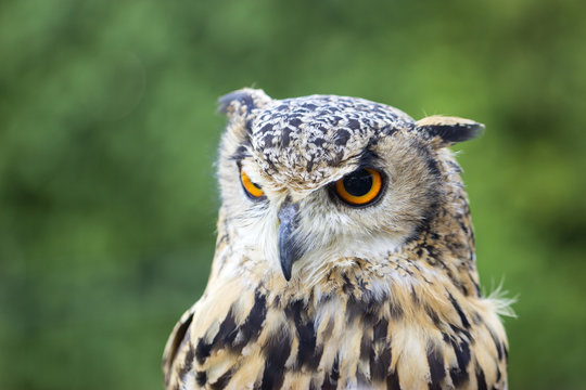 Portrait eines Uhus