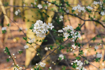 blossoming apple tree