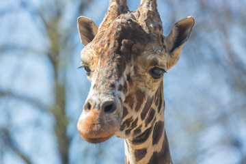 Close-up portrait of a giraffe head Giraffa Camelopardalis