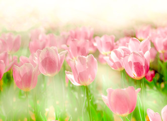 	Gorgeous Pink Tulips Flower background under the beautiful morning light in Spring season.