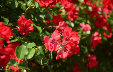 Red flowers in spring