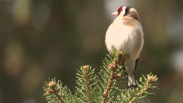 Goldfinch in a tree - springtime, building a nest