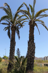 Palmeras en el campo.