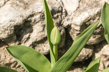 Closed bud of a tulip against a background of natural stone