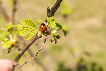 Ladybug on young leaves and currant berries in spring