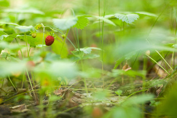 Ripe wild strawberry grow in the forest