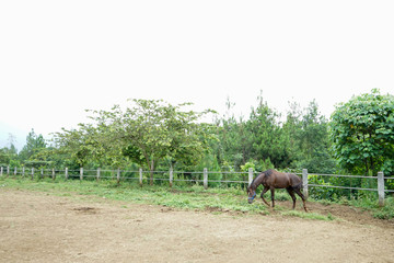 black brown horse grazing in the meadow field in countryside