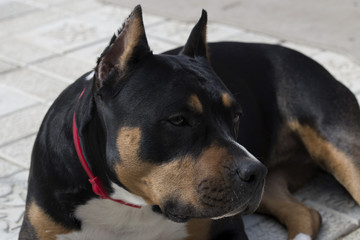 Dog American Staffordshire Terrier 
