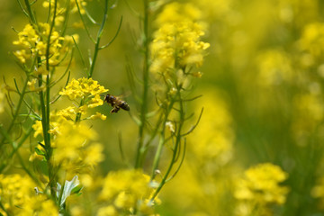 Obraz premium save the bees