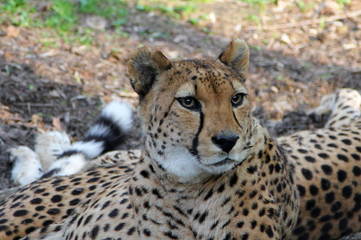 Asiatic Cheetah (Acinonyx jubatus venaticus) resting on the ground