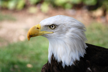 bald eagle