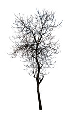 Dark tree without leaf isolated white background.