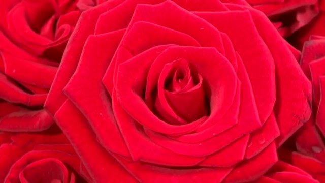 Background of red roses.Red roses. Roses rotate and zoom out. Rotation 360. High speed camera shot. Full HD 1080p. 