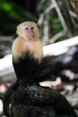 Naklejka premium monkey