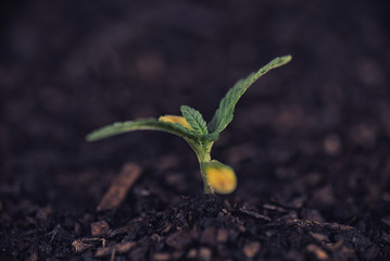  Marijuana plant seedling growing from soil