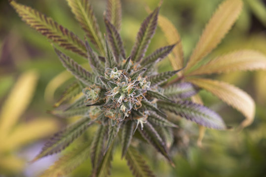 cannabis cola (Mangopuff marijuana strain) with visible hairs and leaves on late flowering stage