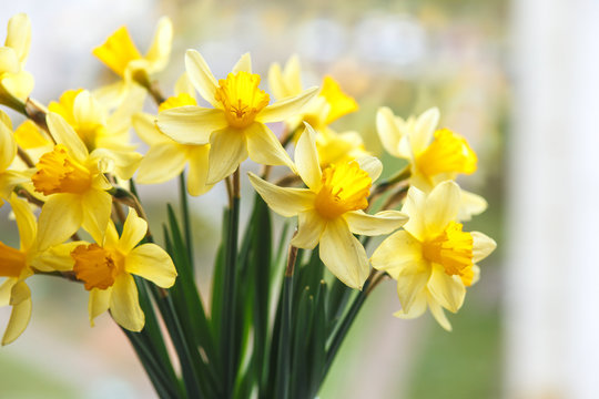Spring easter background with daffodils in the bucket on the window .Yellow narcissus or daffodil flowers