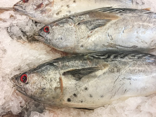 Eastern Little Tuna Fish