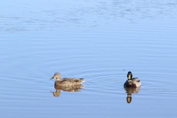 Male and female mallard swimming