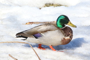 Drake in the snow