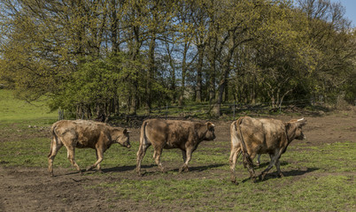 Naklejka na ściany i meble Cows on green spring meadow