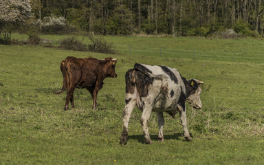 Cows on green spring meadow