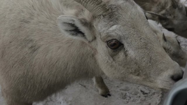 Mountain goats lick road salt off of car