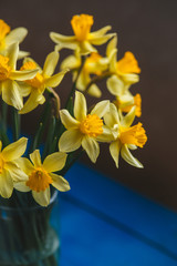 Fototapeta na wymiar Yellow narcissus or daffodil flowers on blue wooden background. Selective focus. Place for text.