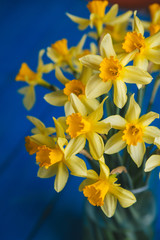 Plakat Yellow narcissus or daffodil flowers on blue wooden background. Selective focus. Place for text.