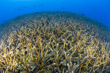 Naklejka na ściany i meble Great habitat of staghorn coral . Losin, Thailand