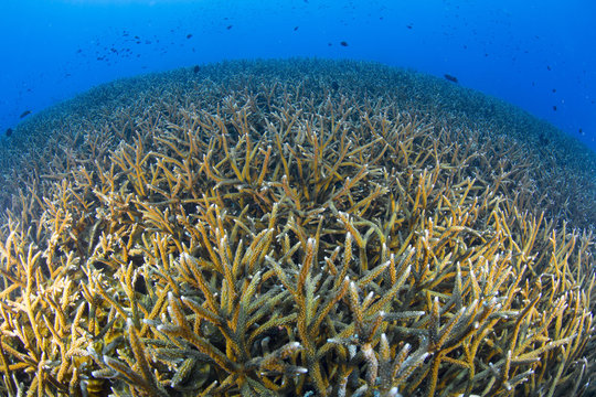Great habitat of staghorn coral . Losin, Thailand