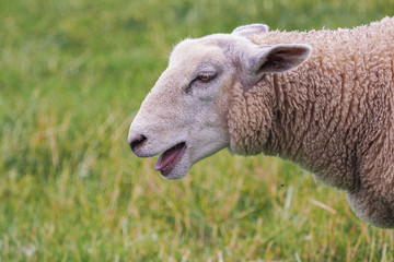 Naklejka premium Schaf auf der Weide