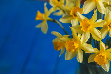 Naklejka na ściany i meble Yellow narcissus or daffodil flowers on blue wooden background. Selective focus. Place for text.