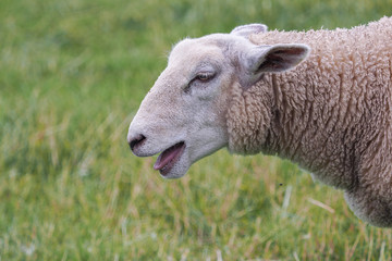 Fototapeta premium Schaf im Portrait 