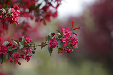 Chinese flowering crab-apple blooming