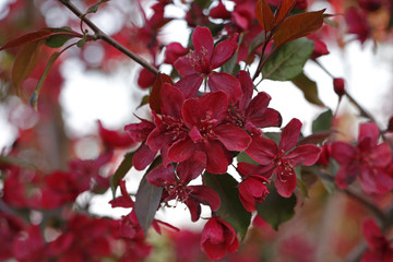 Chinese flowering crab-apple blooming